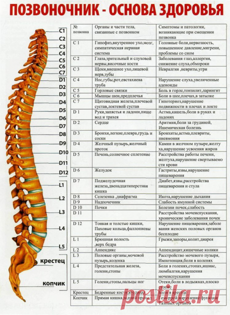 Укрепление истощённого позвоночника.