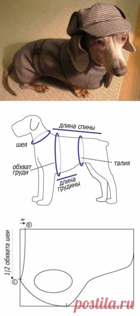 Шьем одежду для собак самостоятельно