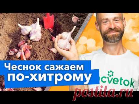 ПОСАДИТЕ ЧЕСНОК ТАК! Не будет болеть и удивит урожаем!