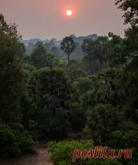 Закат в джунглях Камбоджи. Фото Дарьи Уткиной (nat-geo.ru/community/user/28009/). Спокойной ночи.