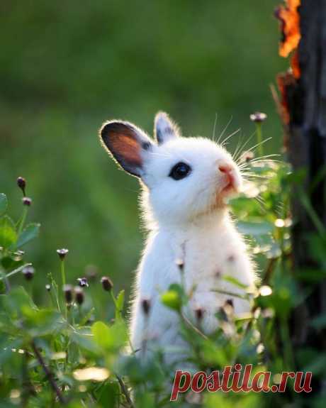 В них невозможно не влюбиться… 20 фото пушистых кроликов — Фотоискусство