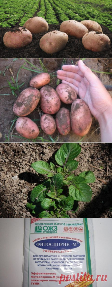 Картофель Снегирь: описание сорта и характеристика, урожайность, отзывы, фото