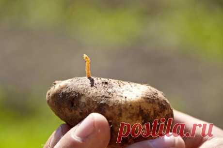 Как избавиться от проволочника на картофеле раз и навсегда | О Фазенде. Загородная жизнь | Яндекс Дзен