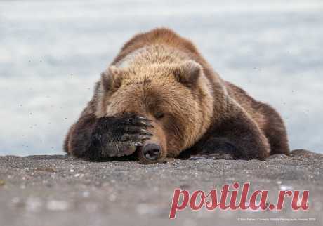 Фото: Comedy Wildlife Photography Awards - Новости Mail.ru