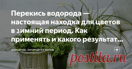 Перекись водорода — настоящая находка для цветов в зимний период. Как применять и какого результата ожидать Перекись водорода активизирует процесс фотосинтеза. Комнатные цветы, обработанные лекарственным препаратом, получают достаточное количество кислорода. Медикамент позволяет растениям благополучно пережить зимний период, не допускает появления опасных болезней и вредителей.