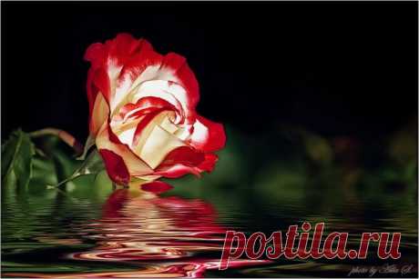 Rose reflection - xmages.net - Pixdaus