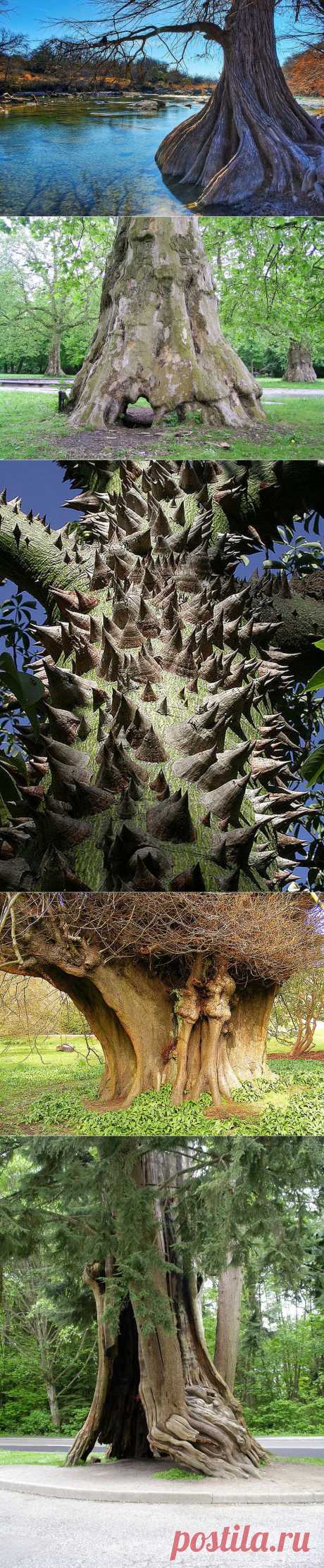 Самые необычные деревья в мире | Newpix.ru - позитивный интернет-журнал