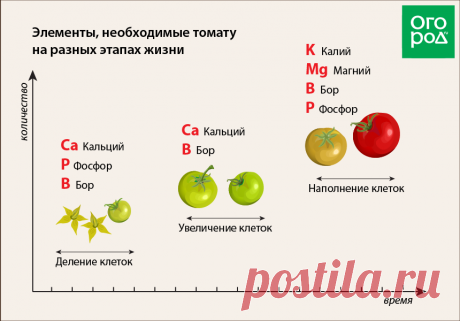 Этапы развития томатного растения – когда и чем подкармливать помидоры