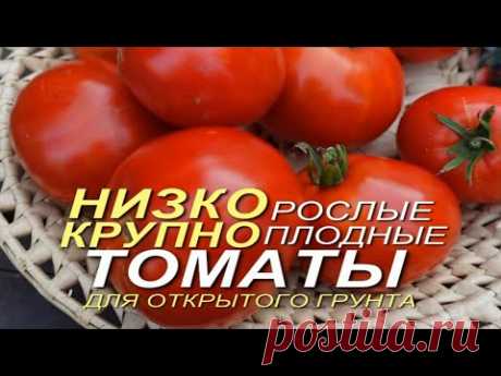 Три КЛАССНЫХ НИЗКОРОСЛЫХ КРУПНОПЛОДНЫХ томатов для ОТКРЫТОГО грунта! Советы от ЗЕЛЕНОГО ОГОРОДА!