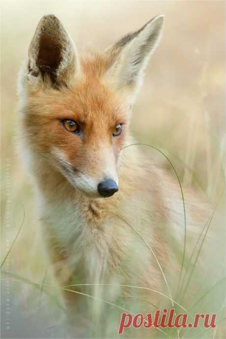 StudioView Mrs Vixen by thrumyeye