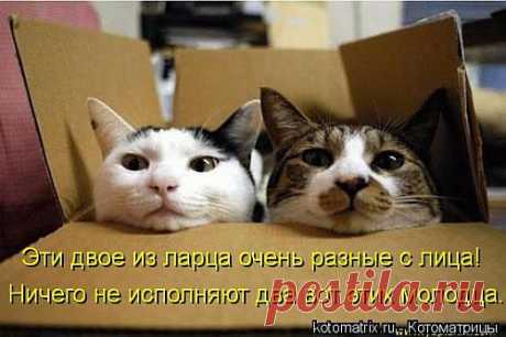 Котоматрицы-новинки | Приколы про котов :)