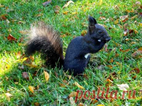 Black Squirrel There's always a place for another squirrel in my photostream.. ;)