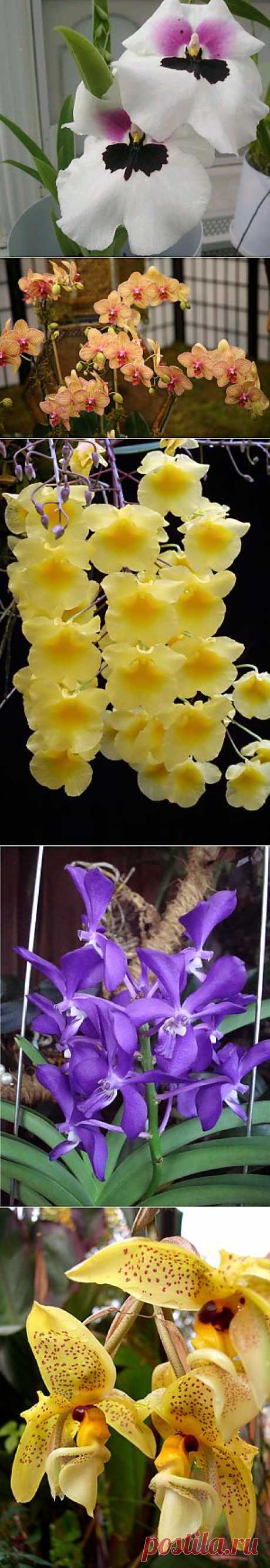 Группа Орхидеи - Комнатные цветы