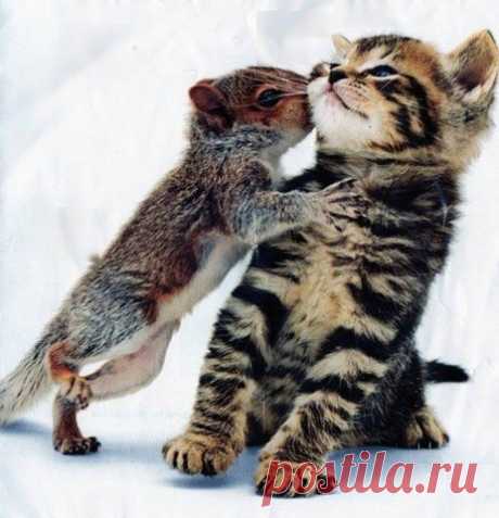 Squirell + Kitty = adorable! | Cute
