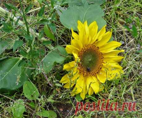 Пал жертвой непогоды 🌻