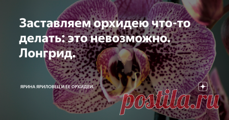 Заставляем орхидею что-то делать: это невозможно. Лонгрид. Я уже писала, что заставить орхидею в неурочное время отрастить что-то практически нереально. Теперь я хотела бы привести иллюстрации к этому тезису.