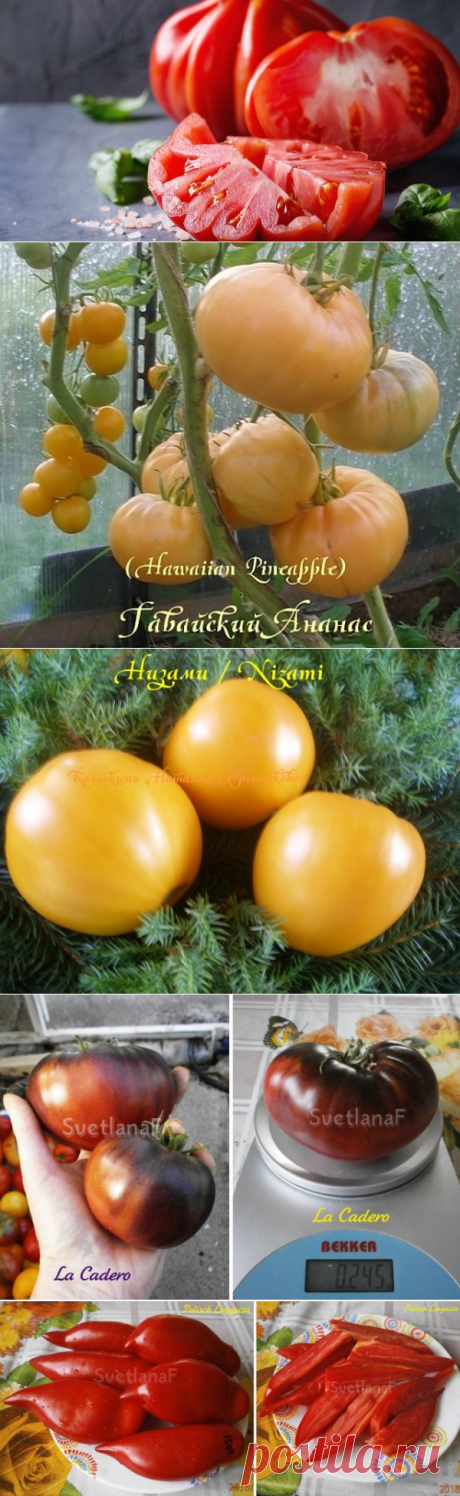 12 сортов очень сладких томатов – рекомендуют коллекционеры | Томаты (Огород.ru)