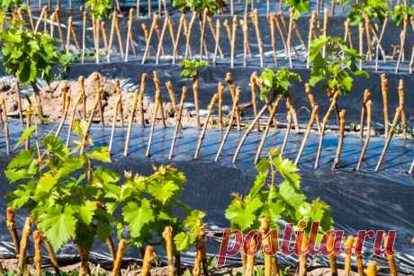 Как посадить черенки винограда под зиму | Ваши 6 соток | Яндекс Дзен