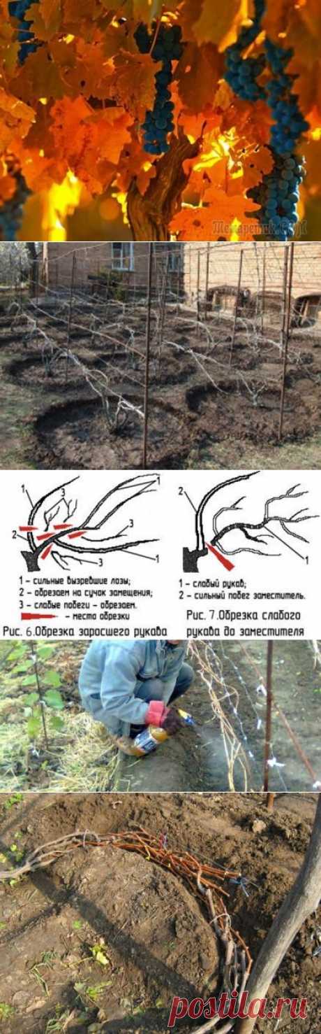 Уход за виноградом осенью или как подготовиться к холодам