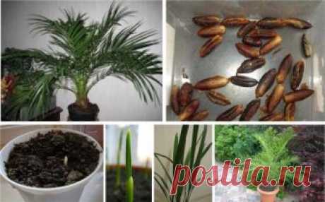 Как правильно вырастить финиковую пальму из косточки Для успешного выращивания из косточки финиковой пальмы существуют два вполне равноправных метода.