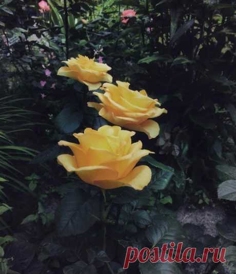 Yellow rose