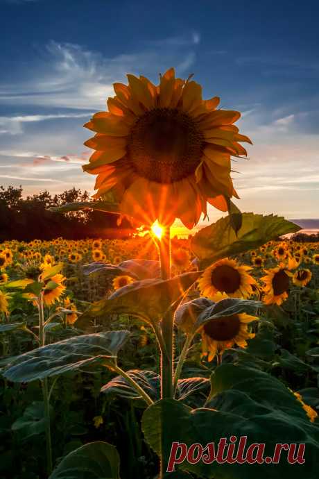 Shots of Daydream Fuel — lsleofskye: Sunny Sunflower