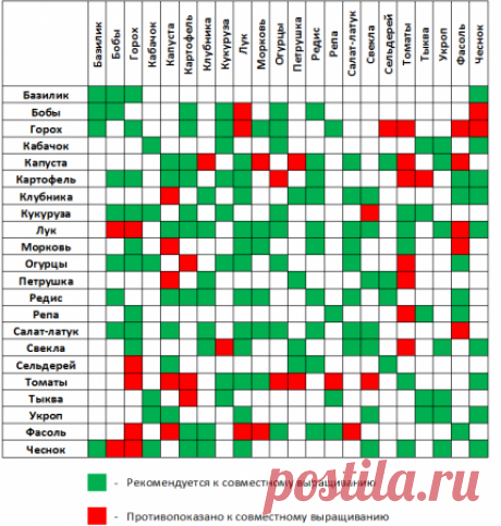 Таблица правильного соседства овощных культур