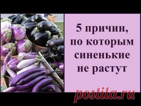 Почему не растет баклажан 🍆 Как выращивать синенькие