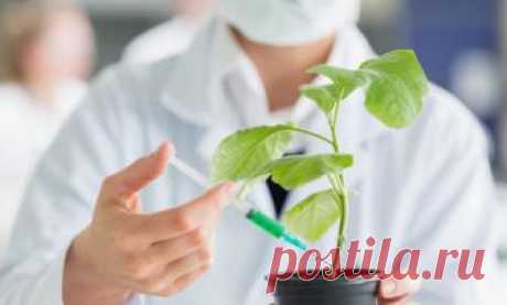 Стимуляторы роста растений: правильное применение