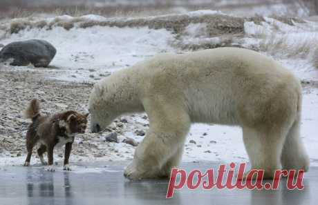 Белый медведь против собаки | ВЗГЛЯНИ НА МИР С ИНТЕРЕСОМ