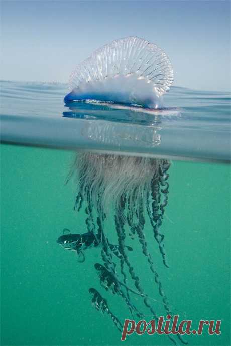 jellyfish | Water &amp; Life Under the Sea