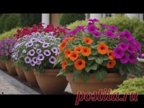 Some tips for using petunias in garden design. Садова петунія