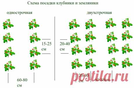 Клубника. Выращивание, посадка, уход и сорта клубники, фото+ВИДЕО | ВИНОГРАДНИК.by