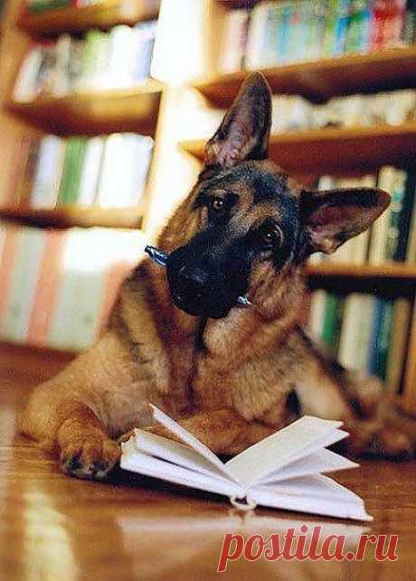 Читающая овчарка
Dog | Dog