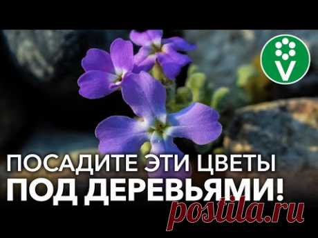 ЧТО ПОСАДИТЬ ПОД ЯБЛОНЕЙ? Эти цветы украсят сад, отпугнут вредителей и увеличат урожай!