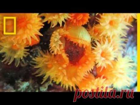 Corals Collaborating to Eat Jellyfish: First-Ever Video | National Geographic