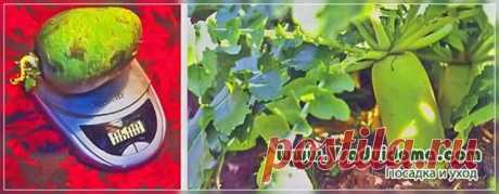 Выращивание зеленой (маргеланской) редьки – фото, посадка и уход | Сайт о саде, даче и комнатных растениях.