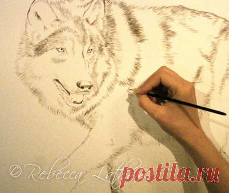Детализация – акварель Timberwolf | Картины дикой природы и природы Ребекки Лэтэм