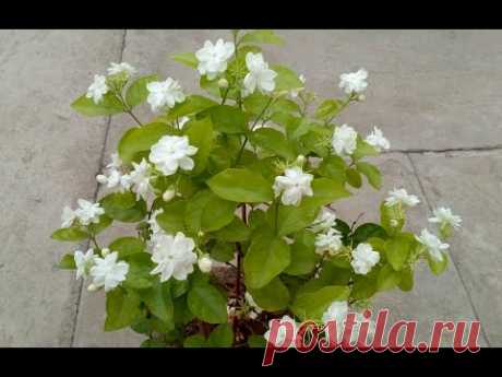 How to grow Jasmine plant in the pot