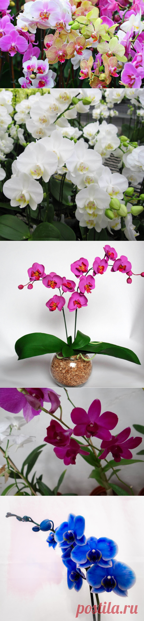 Орхидея фаленопсис: уход– болезни– виды– размножение | Архидея