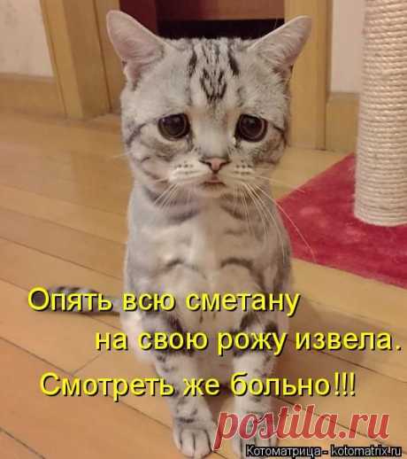 Котоматрица: Свежак