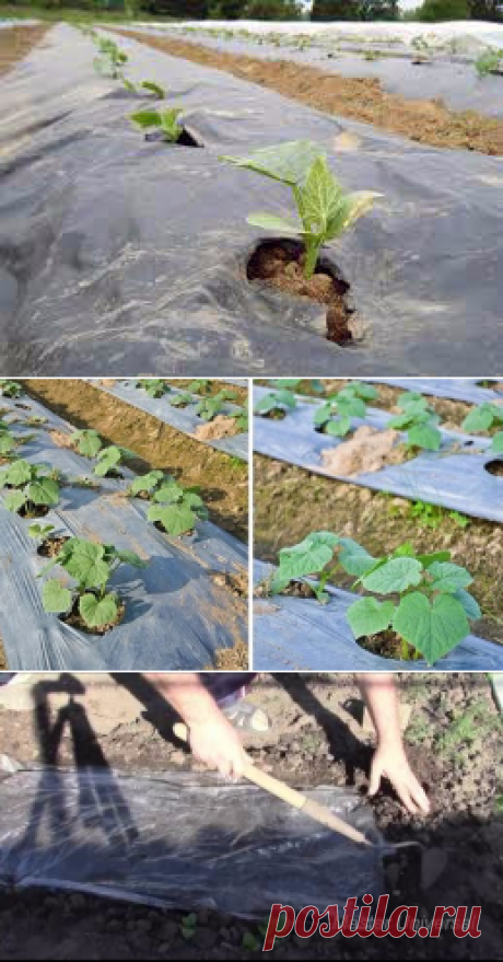 Удобный метод выращивания огурцов под пленкой