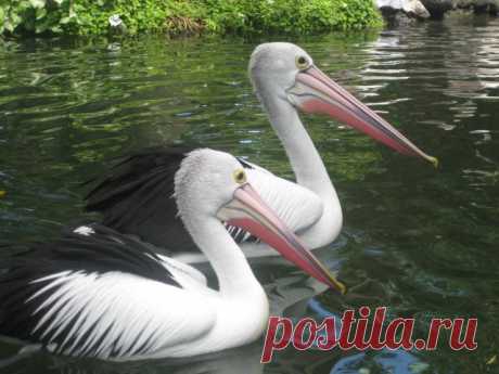Парочка пеликанов в национальном парке птиц и рептилий