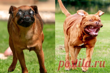 Потрясающая серия уморительных портретов бегущих радостных собак от английского фотографа Ника Ридли