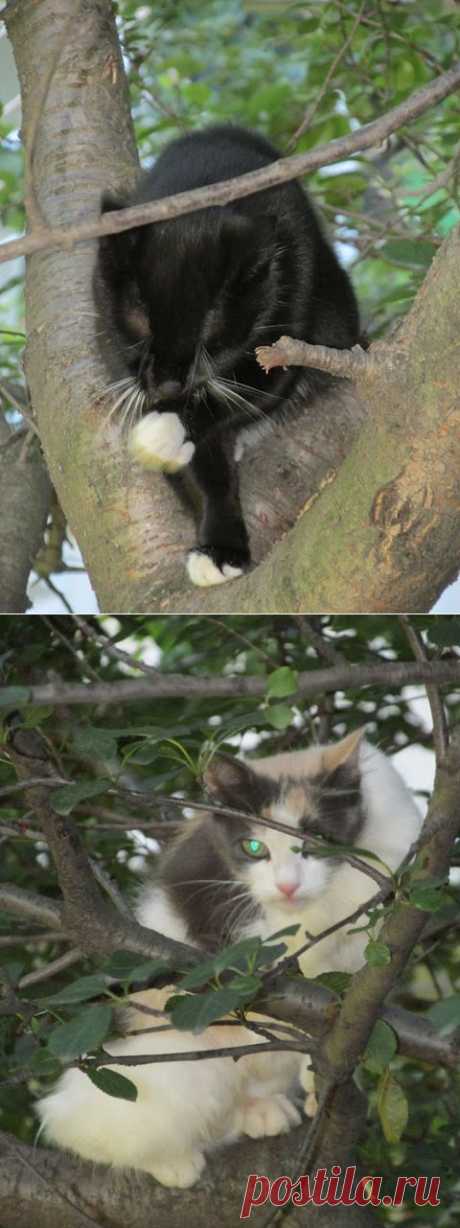 Грошики фантазий: Коты, умывающиеся на дереве )))