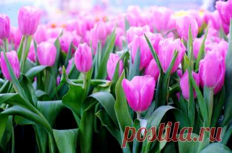 Тюльпан - цветок любви (легенды и интересные факты) &amp;raquo; Женский Мир