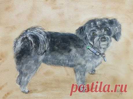 Maltese Dog by Kelly Mills Maltese Dog Painting by Kelly Mills