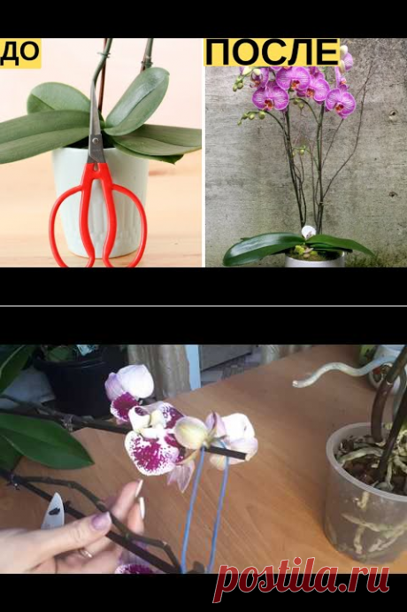 И Ваша орхидея будет цвести круглый год. 7 важных секретов по уходу за орхидеями - YouTube