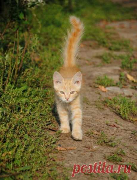 Котик, который гуляет сам по себе