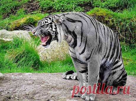 Удивительный тигр | postila.ru/Юра%20Вахрушев